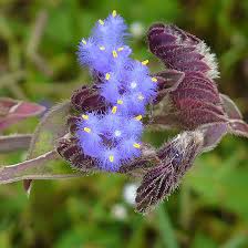 Image result for Cyanotis vaga