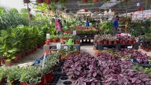 We did not find results for: Kedai Pokok Murah Di Klang Youtube