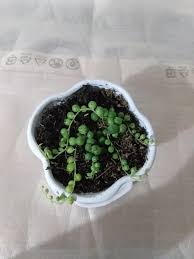 Maceta Violetera Chica Con Planta Macetas Y Mas Regalos Vivos Facebook facebook