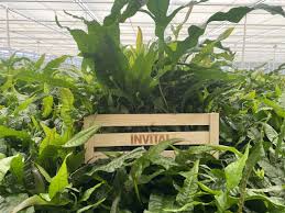 Image result for z p%u0159ednice jedovat 