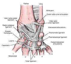 Ligaments That Connect Bones To Bones In The Wrist And From Forearm Bones To Wrist Bones This Is The Palm Side Vie Joints Anatomy Gross Anatomy Wrist Anatomy