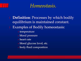 Ppt Homeostasis Powerpoint Presentation Free Download Id 318084