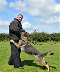 Find puppies and breeders in your area and helpful information. Protection Dog Training K9 Protector Uk