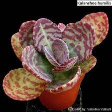 Kalanchoe Humilis Spotted Kalanchoe 20 Seeds Etsy In 2021 Planting Succulents Succulents Succulent Gardening