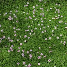 Image result for Phyla nodiflora