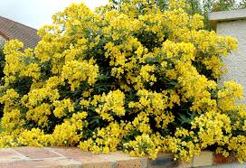 Image result for Senna floribunda