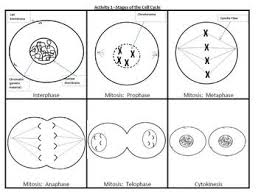 Cell Cycle Mitosis Manipulatives Group Activity And Worksheet Mitosis Cell Cycle Middle School Science Experiments