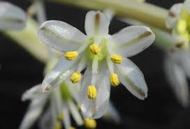 Image result for Drimia sanguinea