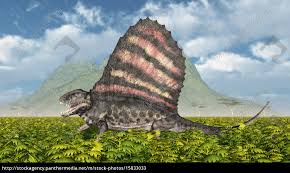 It had giant teeth that could reach 7 inches in length (though only a handful have ever been found that large). Pelycosaurier Dimetrodon Lizenzfreies Bild 15833033 Bildagentur Panthermedia