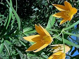 Image result for Littonia modesta