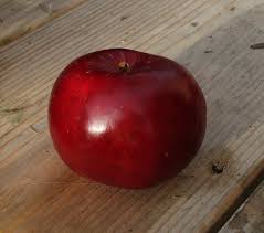 From the pacific northwest rainforest to your table Ben S Red Apple Tree 20 00 Dessert Apples Early Season Apple Trees And Fruit Trees For Sale Buy At Competitive Prices With Wholesale Discounts