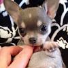 New puppies are listed at a starting price for their breed & size category. 3
