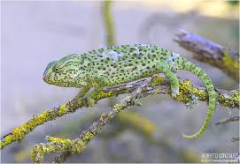 ➡️ El Blog de los anfibios y reptiles. Bicheando.net