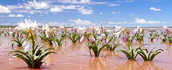 Image result for Crinum paludosum