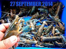 We did not find results for: Tauke Udang Kara Air Tawar Lobster Home Facebook