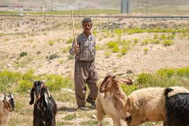 Goat (g.o.a.t) may be one of the greatest of all time slang. Goats Were First Domesticated In Western Iran 10 000 Years Ago New Scientist