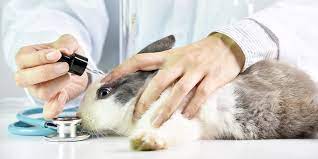 Lip balm is used to prevent the sensitive skin on our lips from drying out. Virginia Becomes 4th Us State To Ban Animal Testing For Cosmetics Totally Vegan Buzz
