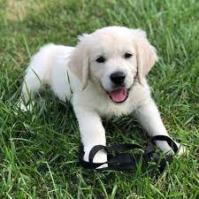 The labrador retriever is also the most popular purebred dog in america for the 21st straight year. English Cream Golden Retriever Puppies Denver Colorado