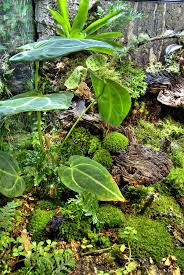 Pin On Gecko Terrarium Inspiration