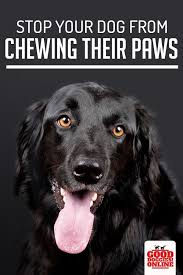 5 Ways How To Stop A Dog From Chewing Paws Good Doggies Online Diabetic Dog Dog Loss Quotes Dog Food Recipes