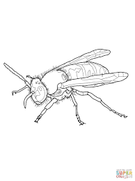 Free coloring printable pages to print for kids. European Wasp Coloring Pages Color Worksheets Free Printable Coloring Pages