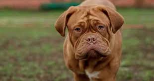 Turner & hooch premieres wednesday, july 21 on disney+. What Dog Breed Was Hooch From Turner And Hooch