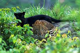 In 7 (46.67%) matches played away team was total goals (team and opponent) over 2.5 goals. Black Panther And Leopard Spotted Together Tn Photographer Captures Rare Sighting The News Minute