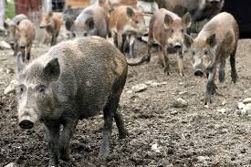 «le tireur dit avoir vu un sanglier, puis avoir tiré sur une masse sombre, il a atteint au thorax la victime qui se trouvait sur sa propre parcelle. A Berlin Les Sangliers Prennent Leurs Aises Par Milliers La Presse