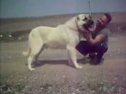 Kurdish Kangal Vs American Pitbull Terrier Dog Fight 2008 Youtube