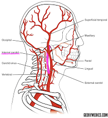 (a) at 3 days after stroke. Arterial Supply Of The Brain Circle Of Willis Geeky Medics