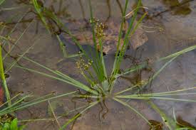 Image result for Fimbristylis madagascariensis