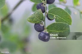 Image result for Phyllanthus reticulatus