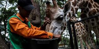 Самые новые твиты от sman 1 perbaungan (@sman1perbaungan): 22 000 Pekerja Kebun Binatang Seluruh Indonesia Terancam Kehilangan Pendapatan Halaman All Kompas Com