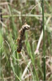 Use the pest and disease factsheets to diagnose the problems with your plants and follow the recommended solutions to treat them. The Use Of Indigenous Ecological Resources For Pest Control In Africa Springerlink