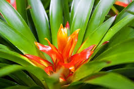 Use a clean, sharp gardening blade, make a cut as close to the mother plant as you can. A Guide To Caring For Bromeliad Plants Happy Diy Home
