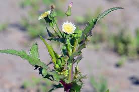 Image result for Sonchus wilmsii