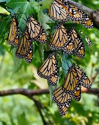 We did not find results for: Monarch Watch Monarch Watch Page 2 Of 24