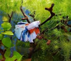Maybe you would like to learn more about one of these? Tips Cara Mudah Foto Ikan Cupang Menggunakan Kamera Hp Cupang Sehat