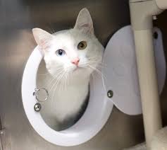 Do not guess your cat's size. Steve Dale Full Show 7 5 2020 Chicago S Famous Fido Rescue And Adoption Alliance Gc 376 And More Wgn Radio 720 Chicago S Very Own