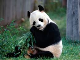 We did not find results for: 10 Cute Animals Wallpapers