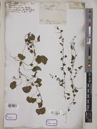 Image result for Merremia emarginata