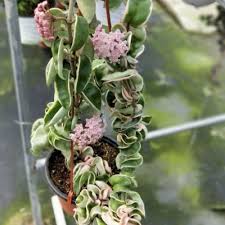 Image result for Carvalhoa macrophylla