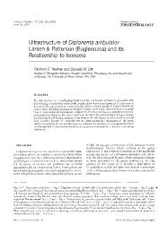 Image result for Isonema