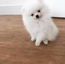 2 3 Aylik Pomeranian Boo Yavrulari 2 3 Aylik Pomeranian Boo Yavrulari Kopek Kopekseverler Kopeksahiplendirm Cute Animals Baby Animals Cute Little Baby