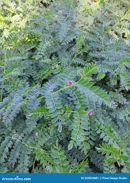 Image result for Cicer arietinum