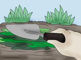 Can you put seaweed straight on the garden. How To Use Seaweed In The Garden 6 Steps With Pictures