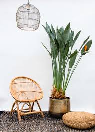 Maybe you would like to learn more about one of these? Xl Plant Strelitzia Reginae Xl 150cm Green Bubble