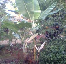 Hingga kini, daun pisang masih digunakan sebagai pembungkus, tapi penggunaannya terbatas dan kebanyakan untuk makanan tradisional. Harga Daun Pisan Sehelai