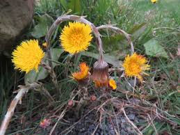 The leaves are chewed into a poultice and are used to ease breathing and can also be used to treat cracked pads. Foraging For Coltsfoot Tussilago Farfara Wild Plant Guides