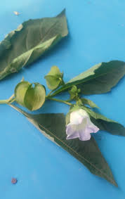 Image result for Polhillides